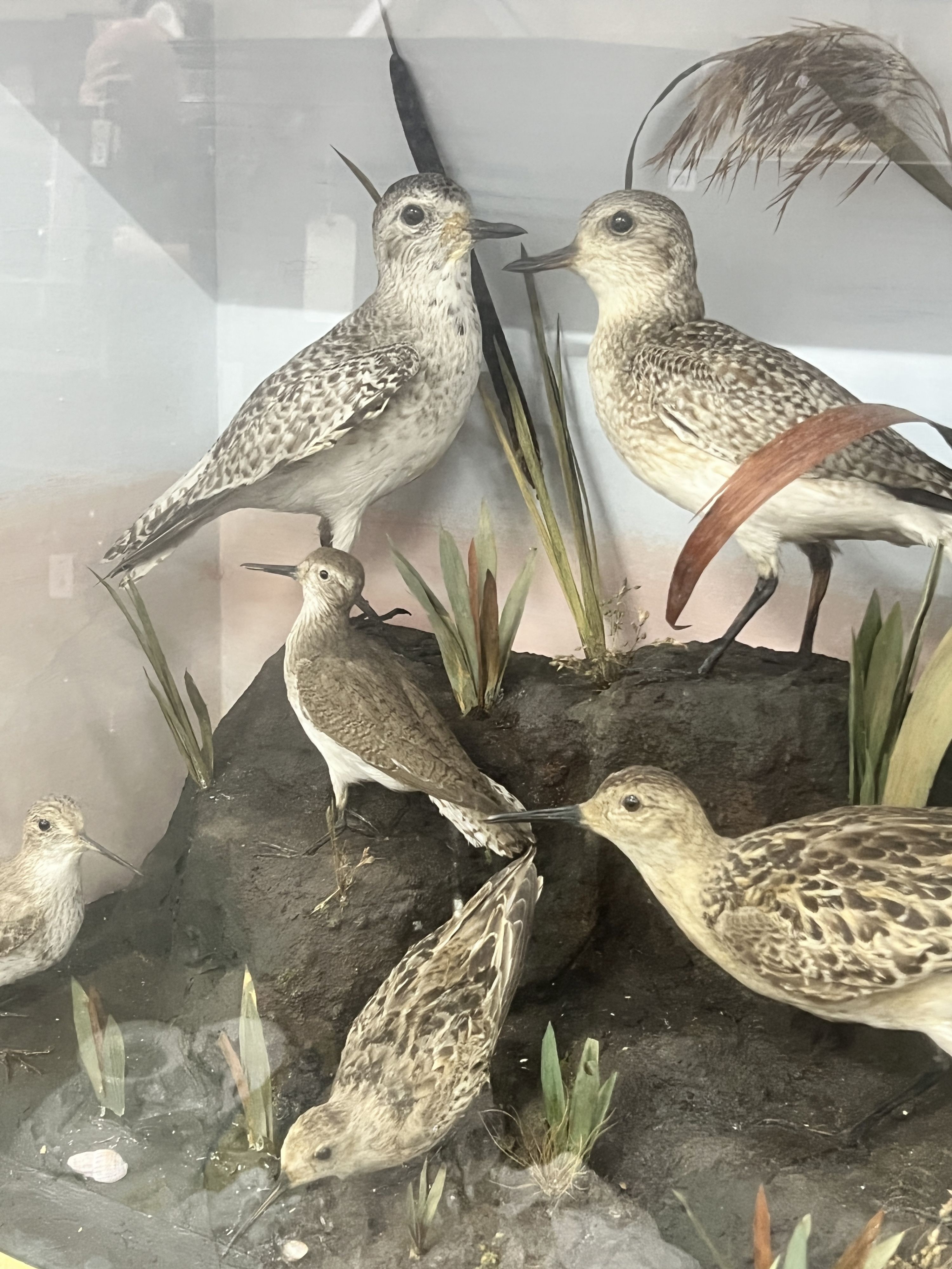 A late Victorian cased taxidermic display of assorted British water birds, case length 94cm, depth 35cm, height 58cm